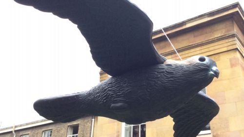 Decoy birds installed at Downing